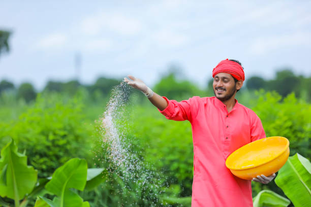 indian farmer spreading fertilizer in the green banana field