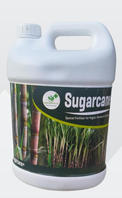 Sugercane+